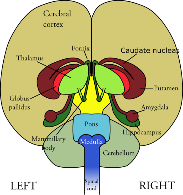 What Part of the Brain Controls Breathing