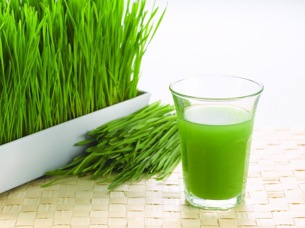 Wheatgrass Health Benefits & Side Effects – A Complete Guide
