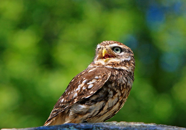 Owl Dream Meaning – Accurate Interpretation of Seeing Owl In Dream