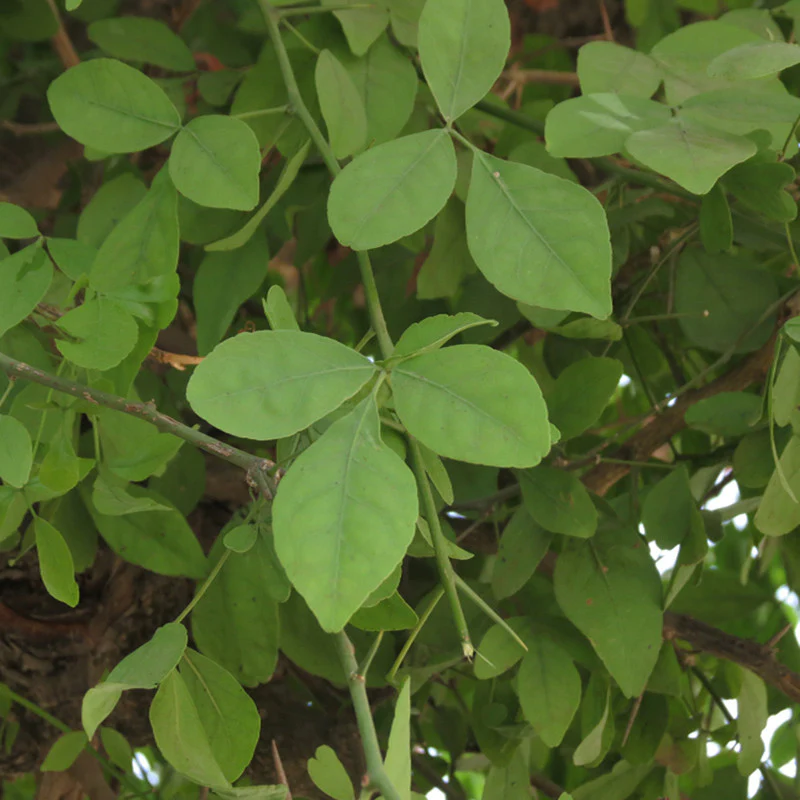 Bilva Tree - Bilva Leaves